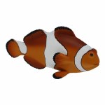 CLOWN ANEMONEFISH