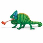 VEILED CHAMELEON