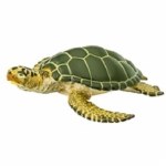 GREEN SEA TURTLE