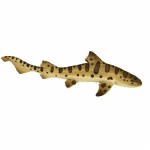 LEOPARD SHARK