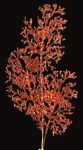 RED BRANCH SPRAY