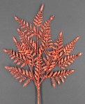 RED FERN SPRAY