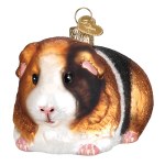 GUINEA PIG