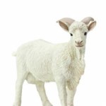 BILLY GOAT