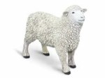 WHITE SHEEP