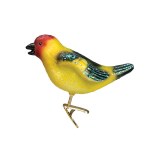 WESTERN TANAGER OLD WORLD