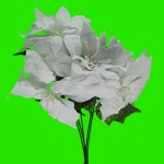 WHITE POINTSETTIA