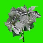 WHITE/SILVER POINTSETTIA