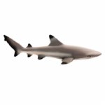 BLACK TIP REEF SHARK