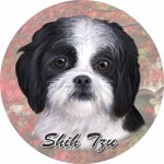 SHIH TZU CAR COASTER PUPPY CUT