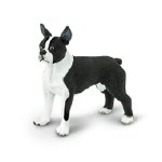 BOSTON TERRIER