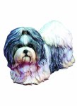 SHIH TZU DOG