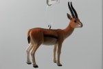 THOMSON GAZELLE (MALE)
