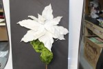 WHITE W/SNOW POINTSETTIA