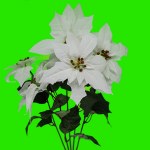 WHITE POINTSETTIA