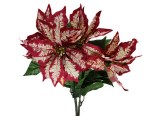 WHITE/RED POINTSETTIA