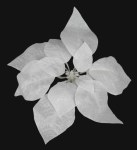 WHITE POINTSETTIA