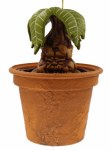 MANDRAKE