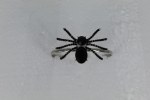 SPIDER BRACELET