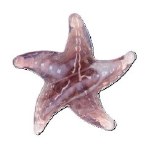 PURPLE STARFISH CHARM