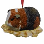 GUINEA PIG