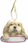 LHASA APSO WITH NAME PLATE