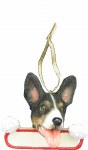 RAT TERRIER WITH NAME PLATE