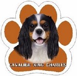 KING CHARLES CAVALIER TRICOLOR MAGNET