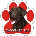 LABRADOR, CHOCOLATE CAR MAGNET