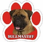 BULL MASTIFF MAGNET