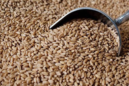 Shelled Wheat 1 lb