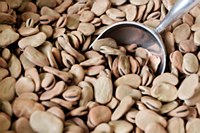 Extra Large Fava Beans 1 lb