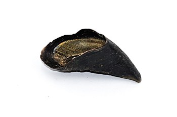 Campbells Cows Hoof Dog Treat