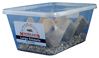 Minibeasts Crickets Large Live Reptile Food