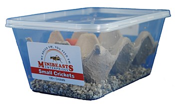 Minibeasts Crickets Small Live Reptile Food