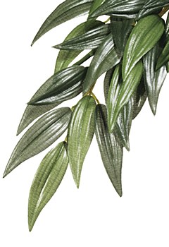 Exo Terra Forest Plant Ruscus Medium