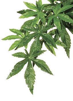 Exo Terra Plant Abution Medium