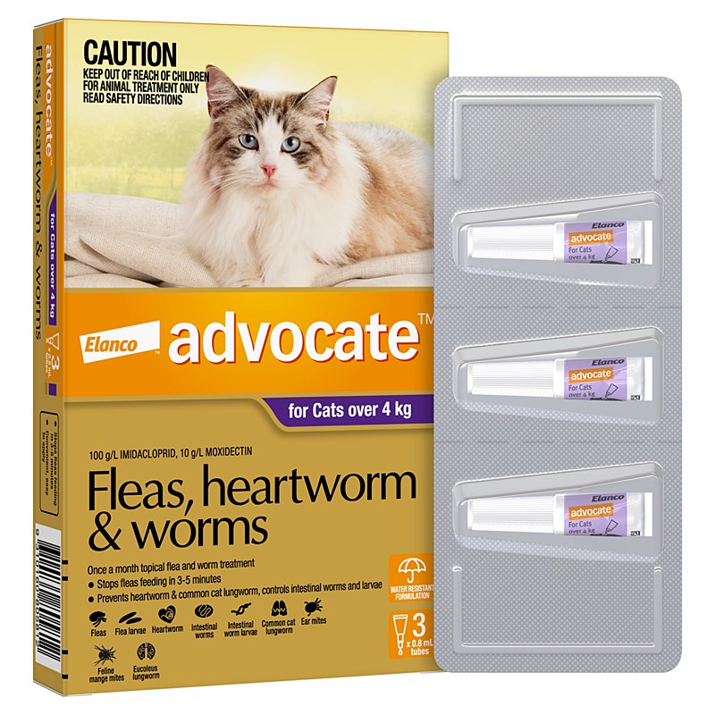 Advocate for hot sale large cats