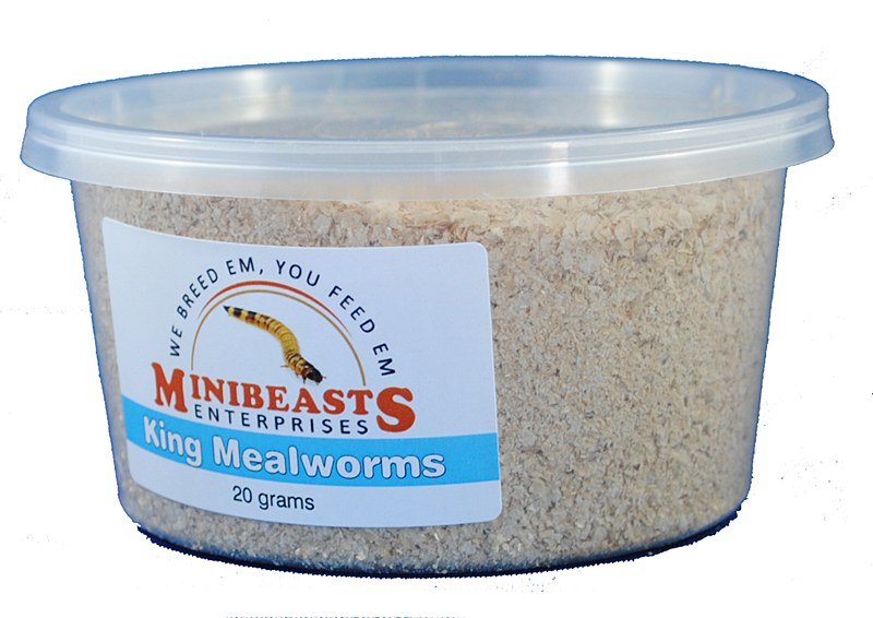Minibeasts King Mealworms 20g Live Reptile Food Mega Pet Warehouse