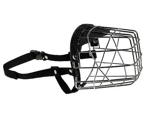 dog white muzzle