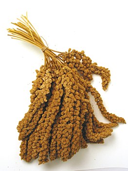 Millet Spray 100g Bird Treat