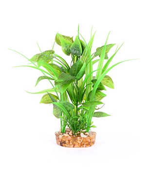 Kazoo Plant Combination Thin Leaf with Spot Flower 20cm