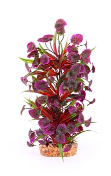 Kazoo Plant Combination Thin Leaf with Maroon Flower 30cm