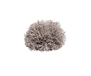 Reptile One Replica Plant Sphagnales Grey with Ceramic Base Mini