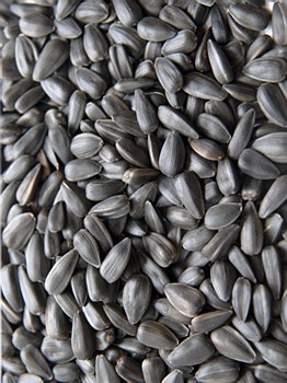 Avigrain Black Sunflower 15kg Bird Food