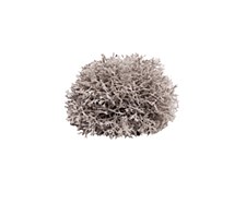 Reptile One Replica Plant Sphagnales Grey with Ceramic Base Mini
