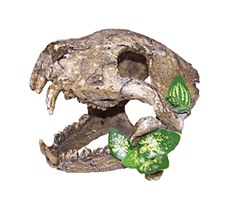 Skull Big Canines Large