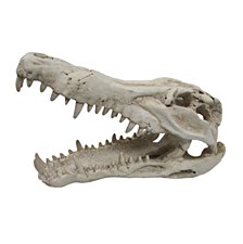 iPetz Crocodile Skull Medium