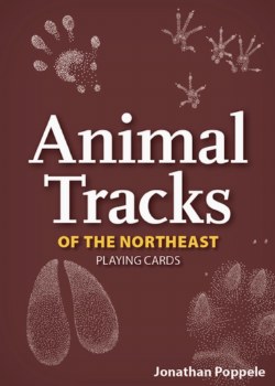 Animal Tracks Playing Cards