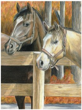 Color Pencil by Number: Buck's Pal